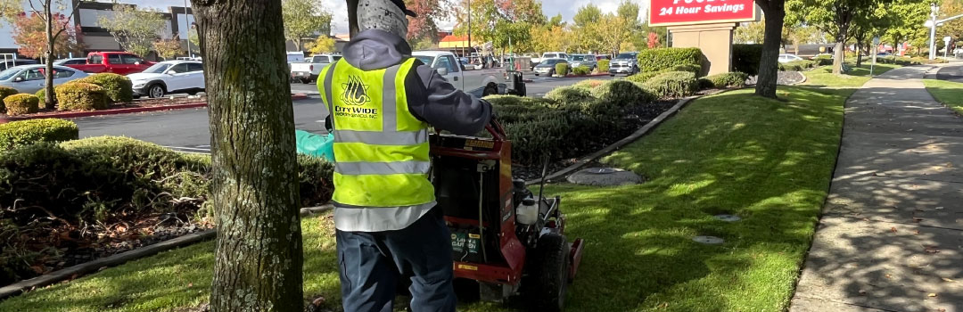 Commercial Landscape Maintenance and Enhancements