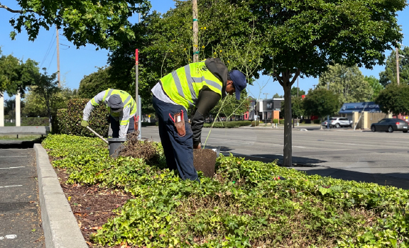 Commercial landscape enhancements